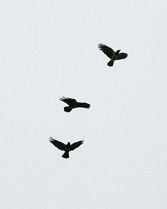Black crows thumbnail