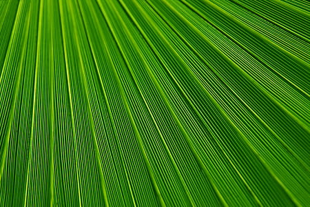 pattern, texture, lines, green thumbnail