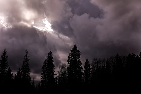 silhouette of tall trees under humid weather thumbnail
