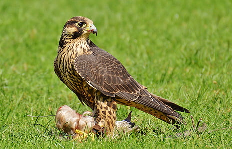 brown eagle on green grass thumbnail