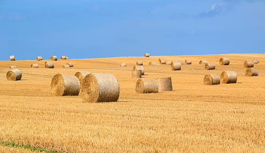 food, landscape, sky, field thumbnail