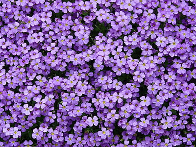 purple petaled flowers thumbnail