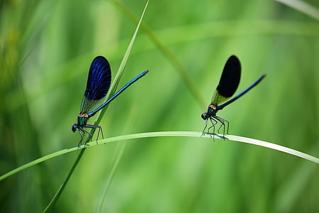 shallow focus photo of dragonfly thumbnail