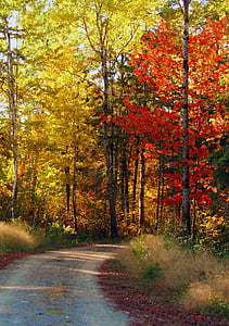 red maple trees thumbnail