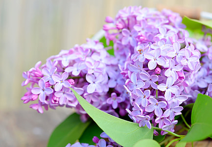 selective focus photography pink cluster flowers thumbnail