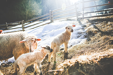 Sheep Family in Winter #2 thumbnail