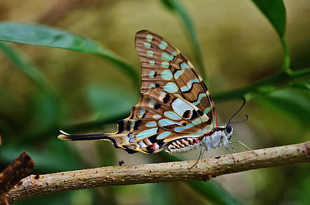 close-up photo of brown and teal butterfly thumbnail