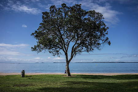 green tree beside beach thumbnail