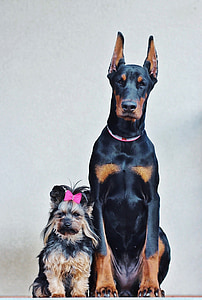 yorkshire terrier, doberman, dogs, portrait, friendship, poesing thumbnail