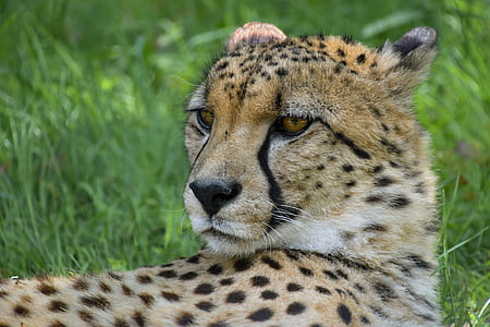 cheetah lying on grass during day thumbnail