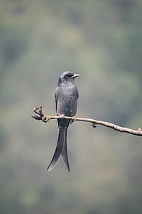 black bird on brown branch thumbnail