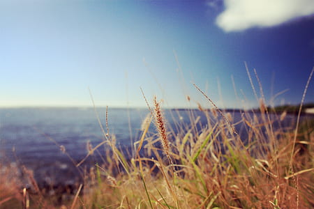 sea, nature, sky, beach thumbnail