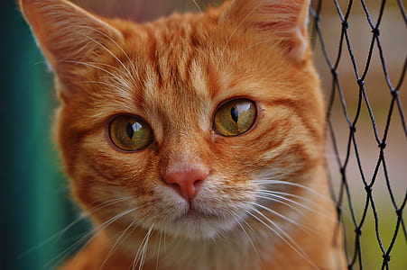 orange Tabby cat thumbnail