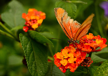 Butterfly, Nature thumbnail