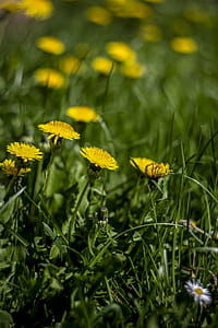 Selective Focus Photo of Yellow Petaled Flower thumbnail