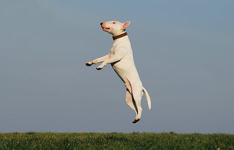 white Bull Terrier jumped thumbnail