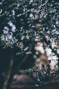 focus photography of tree thumbnail