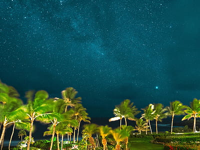 palm trees under starry night thumbnail
