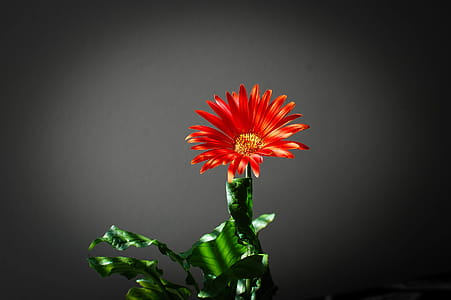 Closeup Photo of Red Petaled Flower in Black Background thumbnail