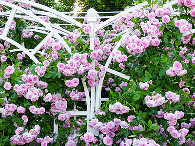 pink petaled flowers thumbnail