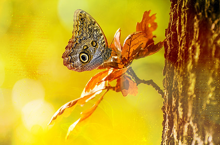 owl butterfly on brown leaf during daytime thumbnail