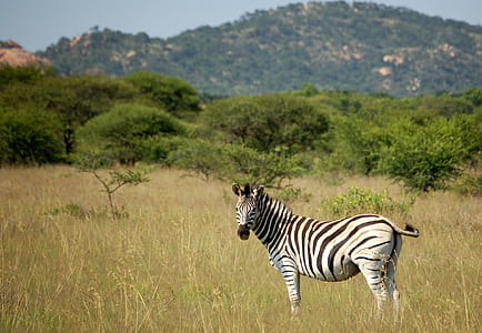 zebra standing on grass field thumbnail