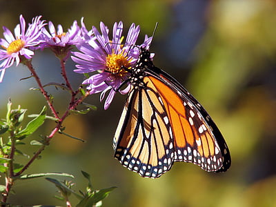 monarch butterfly perched on purple flower thumbnail