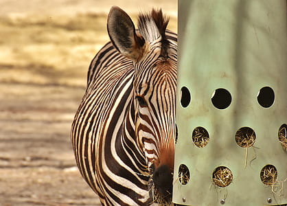 zebra near case thumbnail