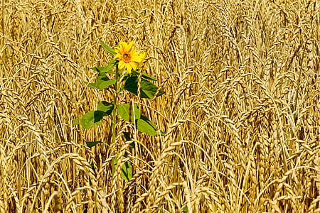 photo of yellow sunflower surrounded by grains thumbnail