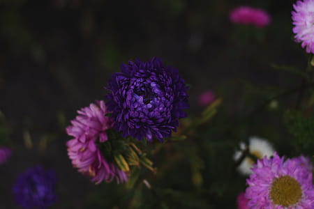Selective Focus Photography of Pink and Purple Petaled Flowers thumbnail