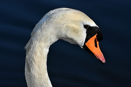 closeup photo of swan head thumbnail