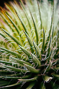 macro shot of green plants thumbnail