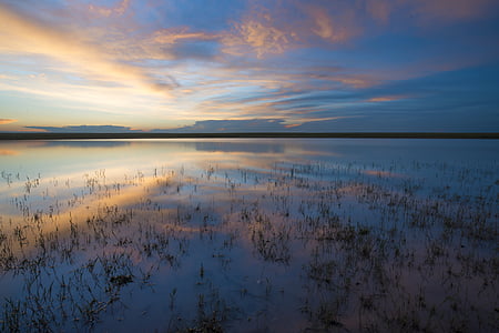green grasses in body of water thumbnail