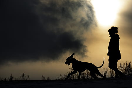 dog and person walking silhouette thumbnail