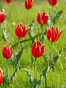 Selective Focus Photography of Red Petaled Flowers thumbnail