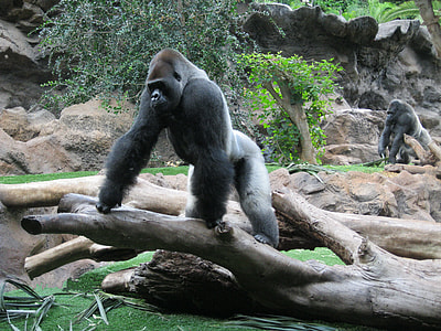 two gray gorillas near tree during daytime thumbnail