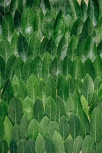 green leaf lot thumbnail