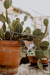 Opuntia in a ceramic pot thumbnail