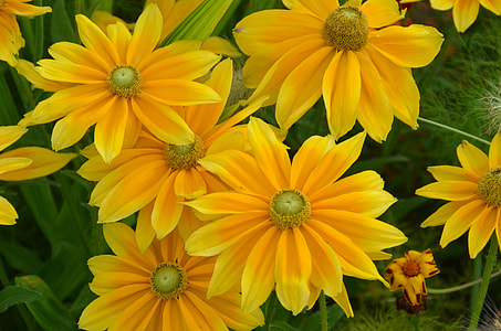 yellow petaled flowers in bloom at daytime thumbnail