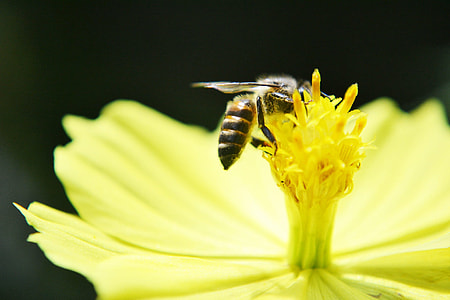 macro photography of honey bee thumbnail