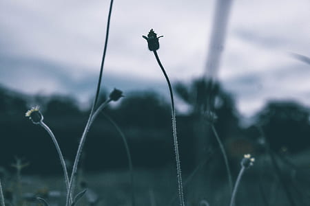 depth of field photography of grasses thumbnail