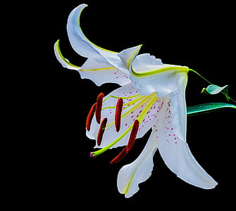 closeup photo of white lily flower thumbnail