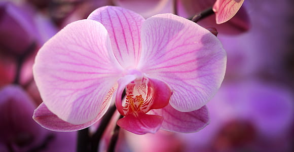 macro photography of purple moth orchid thumbnail
