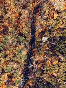 aerial photography of road between trees thumbnail