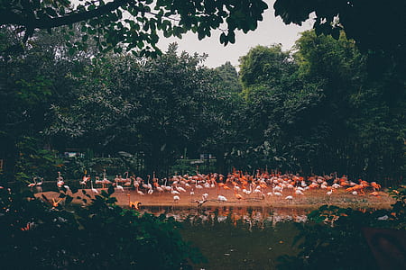 flock of flamingos thumbnail