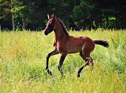 brown horse thumbnail