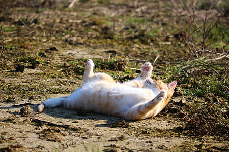 orange tabby cat lying on ground thumbnail