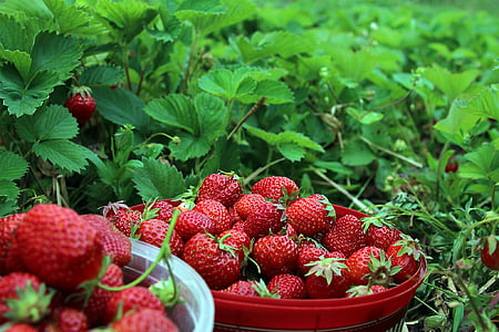close photo of two buckets of strawberry fruits thumbnail