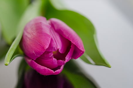 close-up photography of pink tulip thumbnail