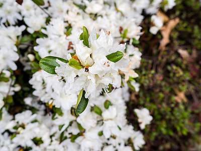 selective focus photo of white rhododendron flowers in bloom thumbnail